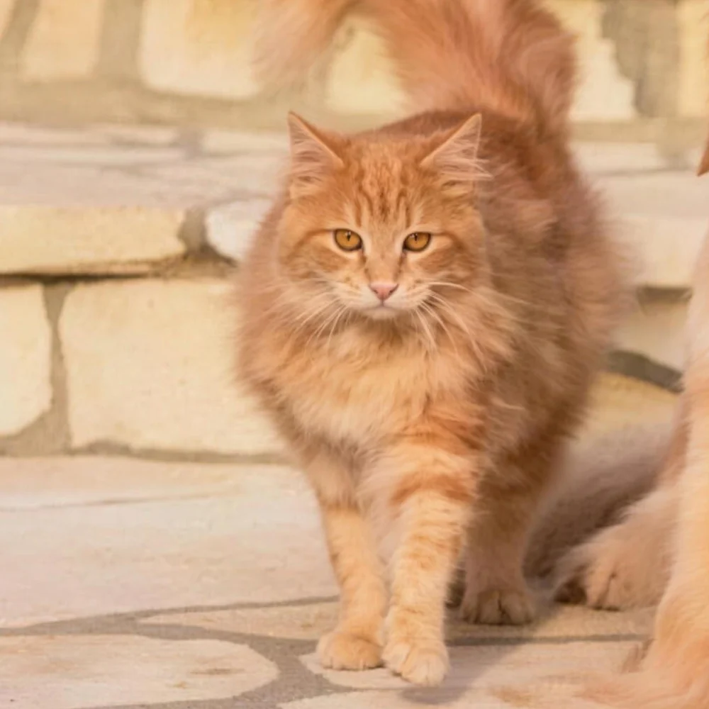 Orange rescue cat