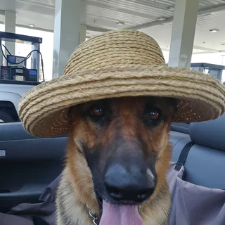 Dog wearing a straw hat in a car