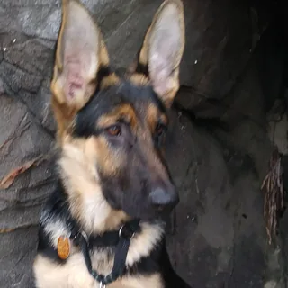 German shepherd with upright ears
